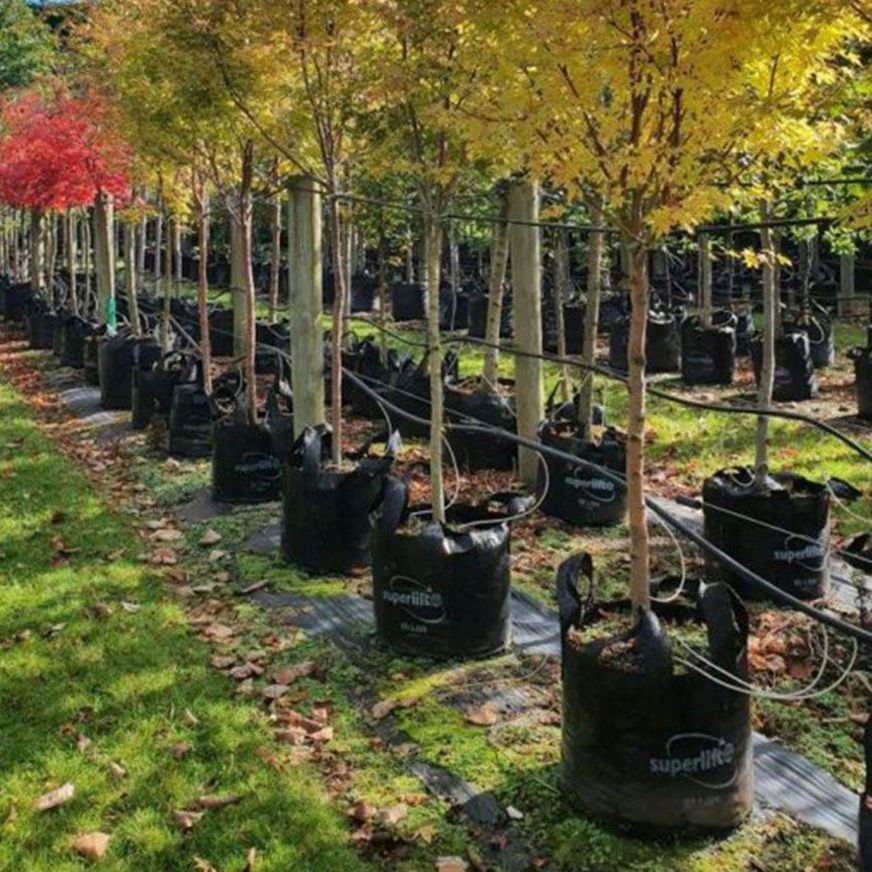 Acer palmatum 'Senkaki' | Coral Bark Maple