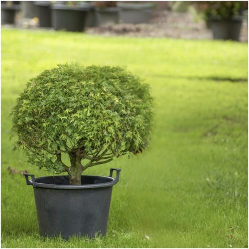 Acer Seiryu - 007