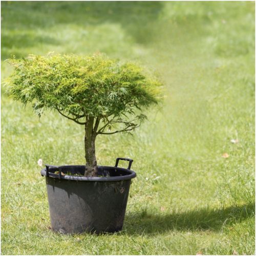 Acer Seiryu - 3638