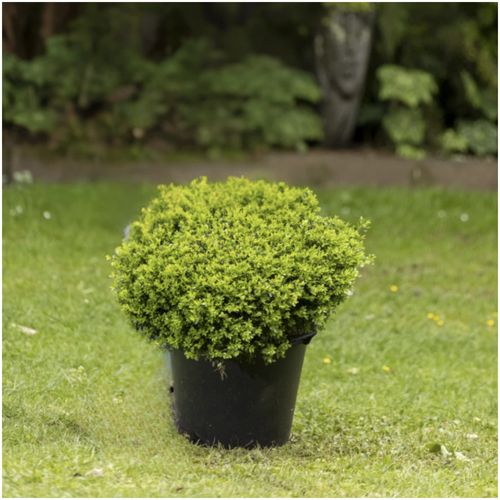 Buxus Koreana - 012