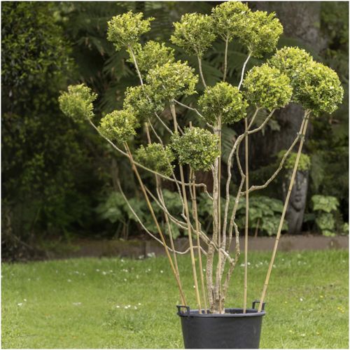 Buxus Microphylla – 246