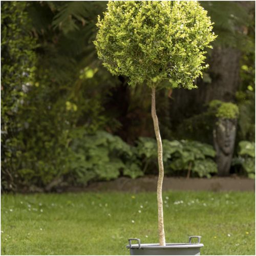 Buxus Microphylla – 254