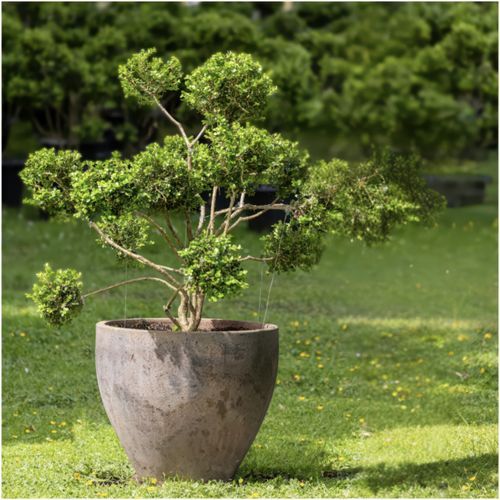 Buxus Microphylla w/ Pot – 3673