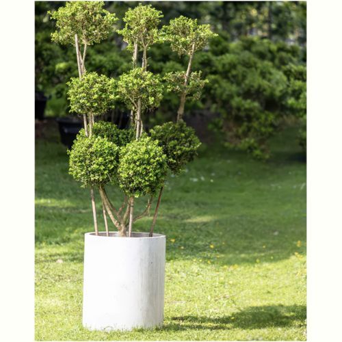 Buxus Microphylla w/ Pot – 3691