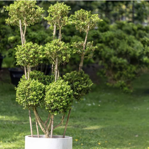 Buxus Microphylla w/ Pot – 3691