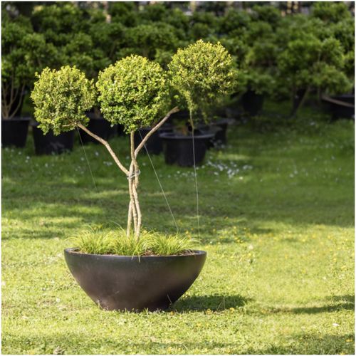 Buxus Microphylla w/ Pot – 3699