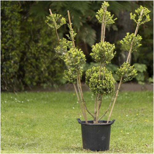 Buxus Microphylla – 396