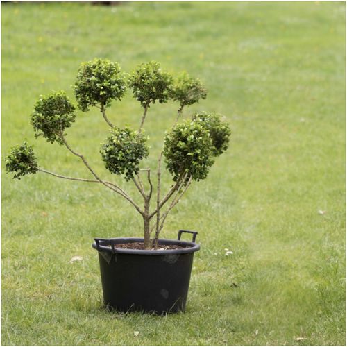 Buxus Microphylla – 402