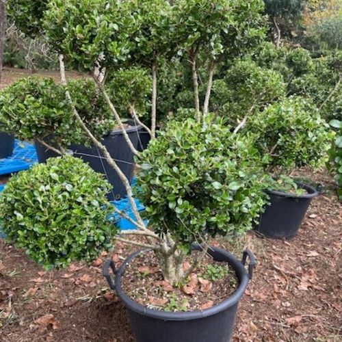 Buxus Microphylla