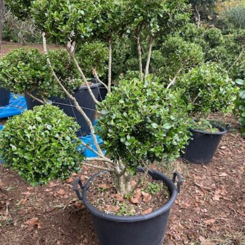 Buxus Microphylla
