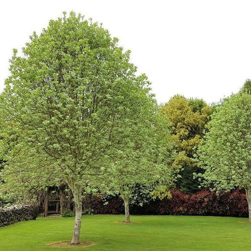 Sorbus aria 'Lutescens' | Silver Whitebeam