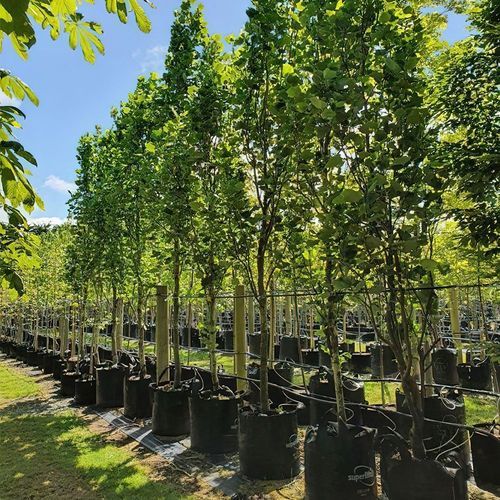 Liriodendron tulipifera | Upright Tulip Tree