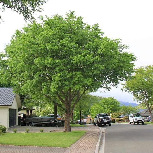 Ulmus parvifolia | Chinese Elm