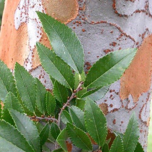 Ulmus parvifolia | Chinese Elm
