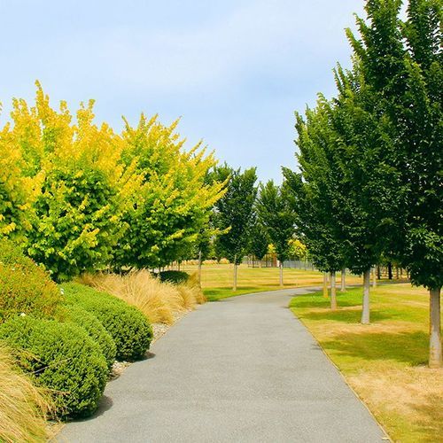 Ulmus procera 'Louis Van Houtte' | Golden Elm
