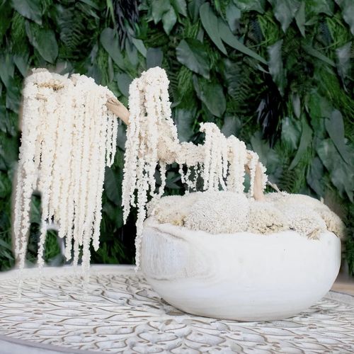 Ivory Moss Bonsai Tree