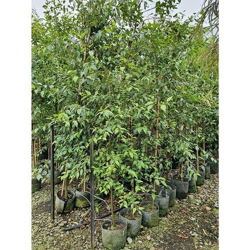Alnus jorullensis | Semi-Evergreen Alder