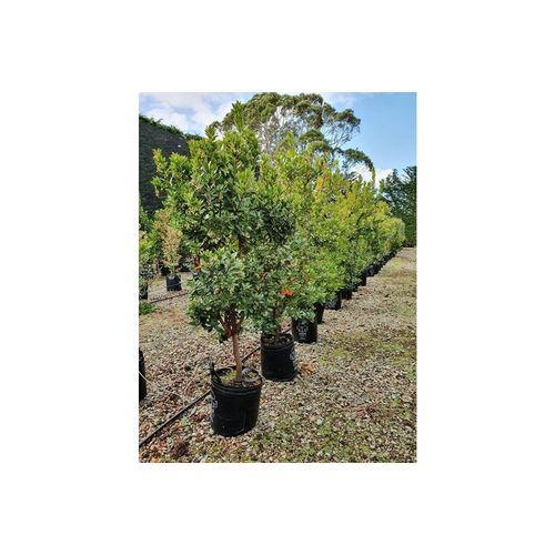 Arbutus unedo | Irish Strawberry Tree