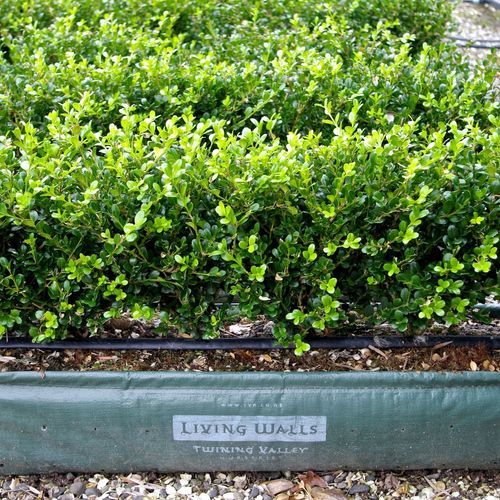 Buxus 'Green Gem' instant hedge.