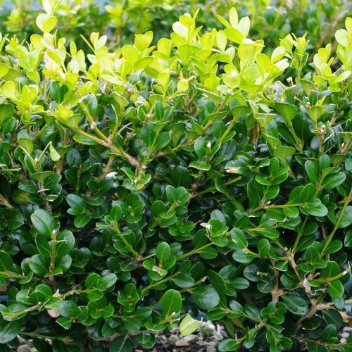 Buxus 'Green Gem' instant hedge.