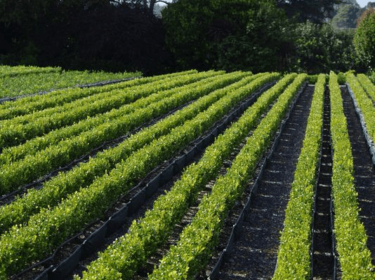 Buxus 'Green Gem' instant hedge.