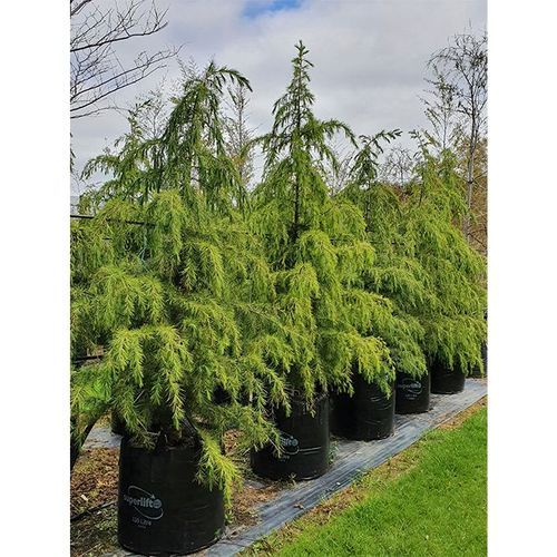 Cedrus deodara | Himalayan Cedar