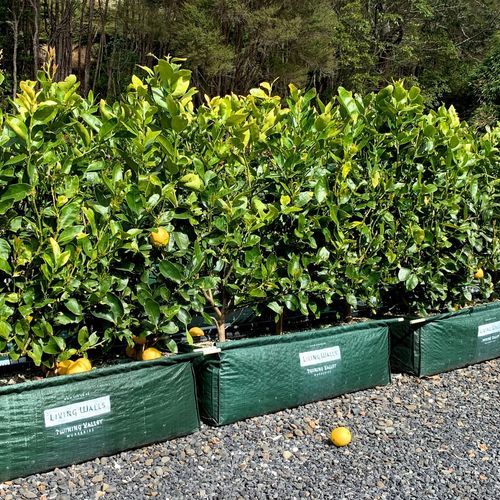 Citrus 'Tahitian Lime' instant hedge.
