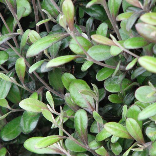 Corokia  'Frosted Chocolate' instant hedge.