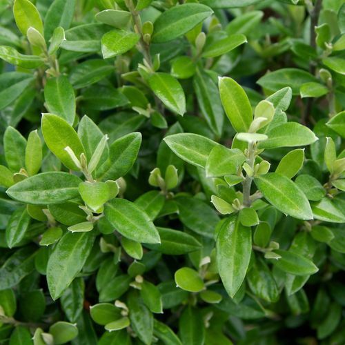 Corokia 'Geenty's Green' instant hedge.