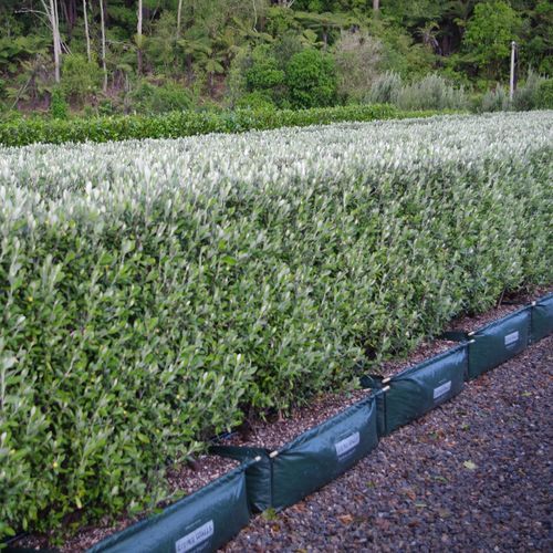 Corokia 'Geenty's Green' instant hedge.