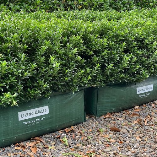 Euonymus ‘Emerald Gem’ instant hedge.