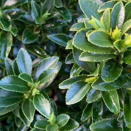 Euonymus ‘Emerald Gem’ instant hedge.