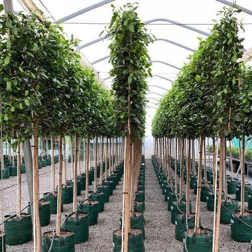 Pleached Screen – Designer Instant Hedge.