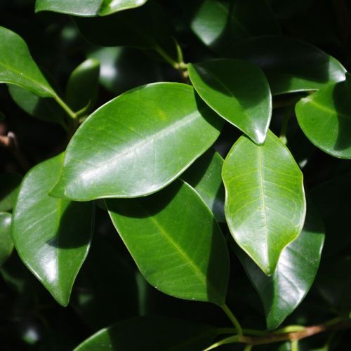 Ficus tuffi instant hedge.
