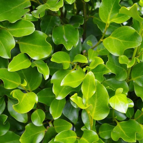Griselinia 'Broadway Mint' instant hedge.