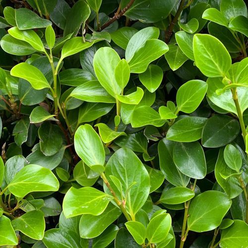 Griselinia 'Canterbury' instant hedge.