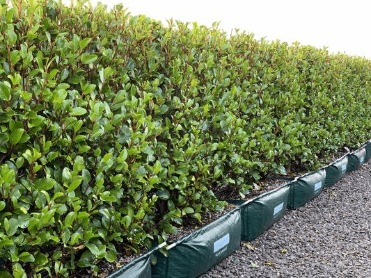 Griselinia 'Canterbury' instant hedge.