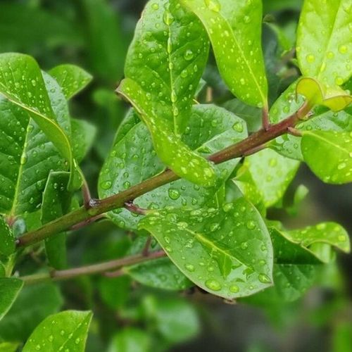 Ilex altaclerensis 'Hendersonii' | Smooth Leaf Holly