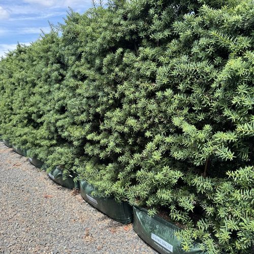 Podocarpus tōtara 'Ardmore Green' instant hedge.