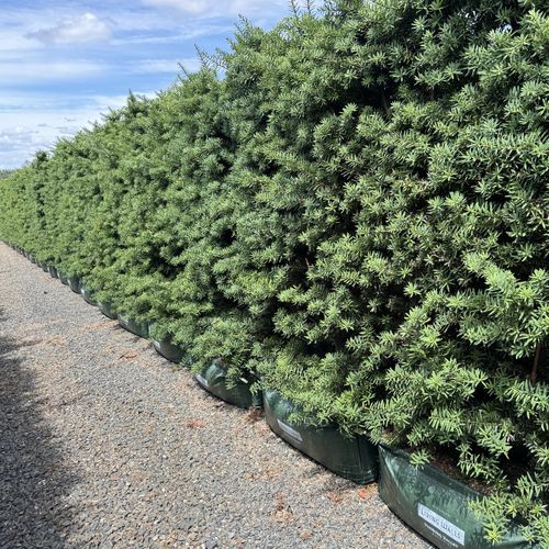 Podocarpus tōtara 'Ardmore Green' instant hedge.