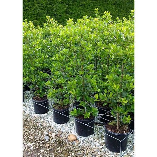 Ilex altaclerensis 'Hendersonii' | Smooth Leaf Holly