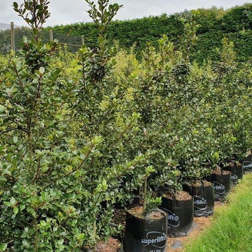 Ilex meserveae 'Blue Prince' | Sterile Blue-green Holly
