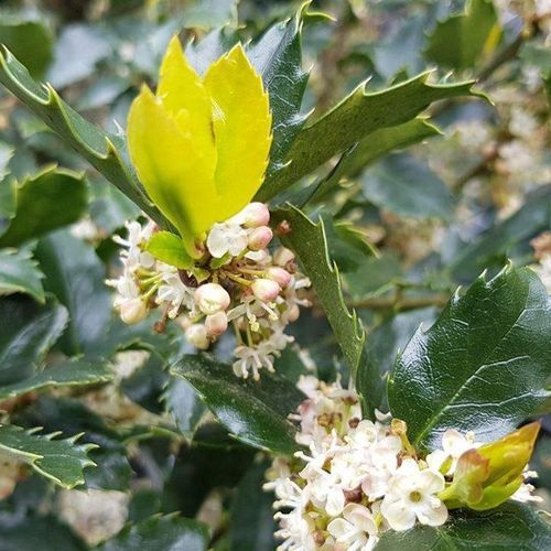 Ilex meserveae 'Blue Prince' | Sterile Blue-green Holly