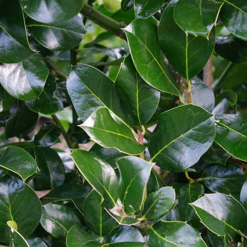 Ilex ‘Hendersonii’ Instant Hedge