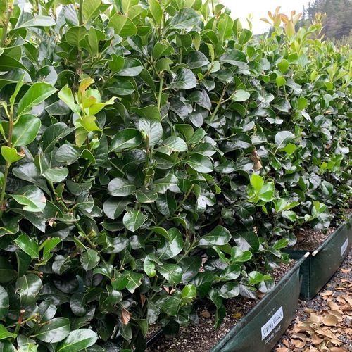 Ilex ‘Hendersonii’ Instant Hedge