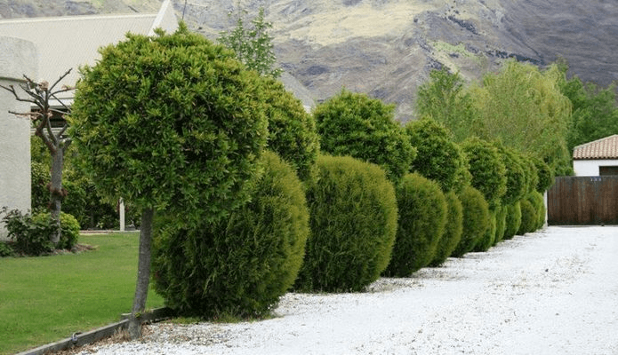 Laurus nobilis | Bay Laurel Tree