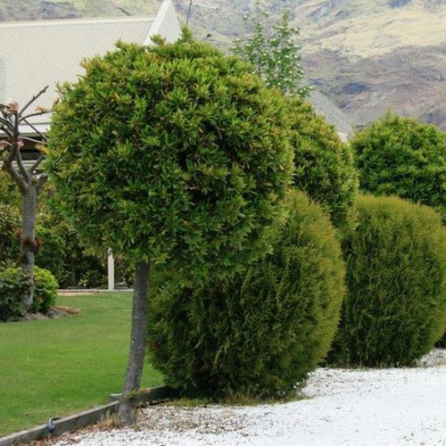 Laurus nobilis | Bay Laurel Tree