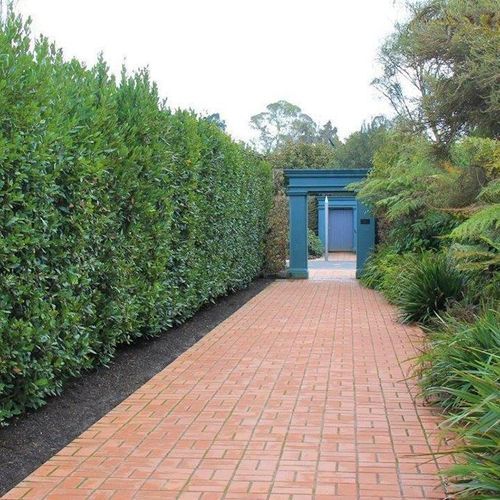 Laurus nobilis | Bay Laurel Tree