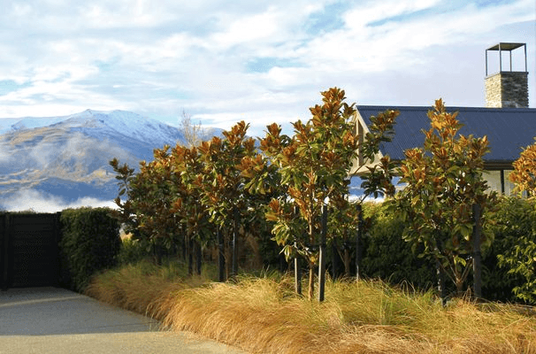 Magnolia grandiflora 'Blanchard' | Evergreen Magnolia