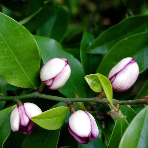 Michelia figo (Port Wine magnolia) instant hedge.